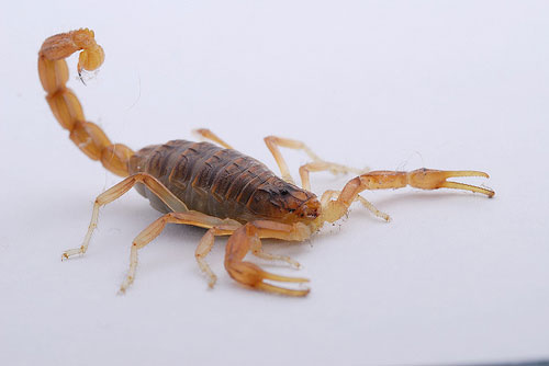 Spannish_Yellow_Scorpion_Buthus_Occitanus.jpg